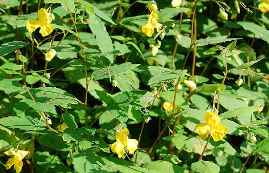 Pale Jewelweed Impatiens pallida